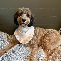 Reece - Bernedoodle