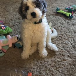 Goldendoodle Puppies from Two Ps in a Pod