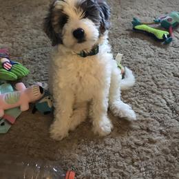 Goldendoodle Puppies from Two Ps in a Pod