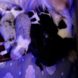 Cardigan Welsh Corgi puppies from Red White & Bluie Corgi