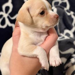 Raven - Cream female Chihuahua puppy in Seneca, Missouri from Stephanie’s Puppy Colony