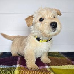 Puppy 2 - Wheaten male Scottish Terrier puppy in San Tan Valley, Arizona from For the love of Scotties