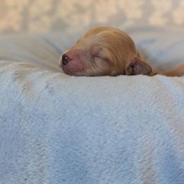 Robb - Apricot male Goldendoodle puppy in Rockledge, Florida from Bellady's Shihpoos