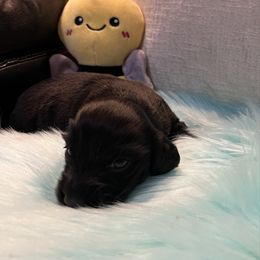 Jack - Black male Dachshund puppy in Wayland, Iowa from CR Kennels
