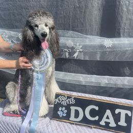 Fiona - Poodle