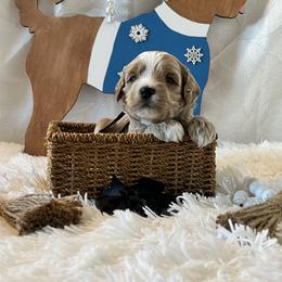 Black Collar Male - Apricot male Goldendoodle puppy in Bradenton, Florida from Suncoast Goldendoodles