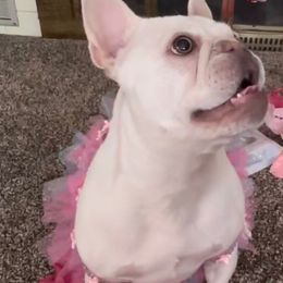 Freyja - French Bulldog