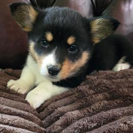 IF-2 - Black and tan female Pembroke Welsh Corgi puppy in Ely, Minnesota from RJ's Corgis