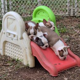 Boston Terrier Puppies from Celtic Kennel Bostons