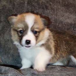 Pembroke Welsh Corgi Puppies from Lindsey Martin