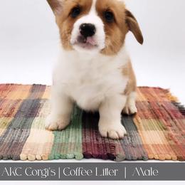 Latte - Red male Pembroke Welsh Corgi puppy in Pine Village, Indiana from NL Horsemanship