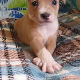 Rat Terrier Puppies from Dynamite Rat Terriers