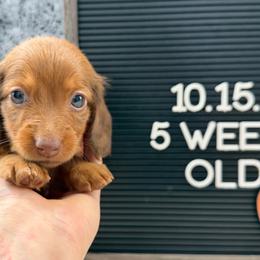 Cinnamon Dolce - Red female Dachshund puppy in Goodyear, Arizona from AZ Low Life Doxies