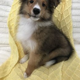 Little Boy - Sable and white male Shetland Sheepdog puppy in North Port, Florida from Yardart Shelties