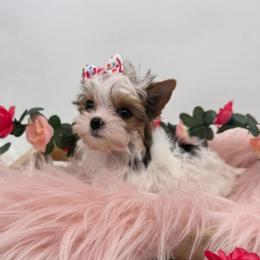 Pipper - Parti female Yorkshire Terrier puppy in Benton, Illinois from Furry Tailz Yorkies