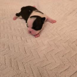 Buddy - Black brindle and white female Boston Terrier puppy in Walhalla, South Carolina from Dixies  southern  bostons