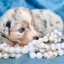 Coral collar - Blue merle female Aussiedoodle puppy in 32046, Florida from River Hill Ranch