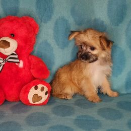Puppy Girl Peony - Gold female Yorkshire Terrier puppy in Sequim, Washington from Spirit Valley Family