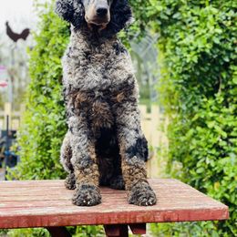 Goldendoodle and Poodle All Grown Up from Colorful Creations Doodles and Poodles