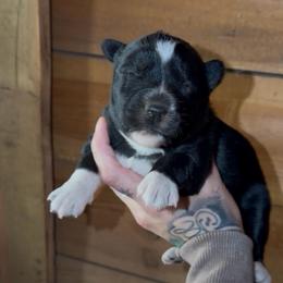 Girl 3 - Black and white female Siberian Husky puppy in Iron River, Wisconsin from Wiemeri Siberians