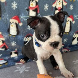 Boston Terrier Puppies from Boyd’s Boston Babies