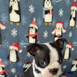 Boston Terrier Puppies from Boyd’s Boston Babies