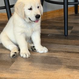 Golden Retriever and Poodle Puppies from Clementi Pearl Golden and Poodle