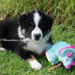Tahiti - Black tri Miniature American Shepherd puppy in Kamuela On The Big Island, Hawaii from Royal Hawaiian Aussies LLC