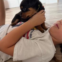 (Sam)antha - Black and rust female Rottweiler puppy in Eagle Mountain, Utah from Woolley Darlings