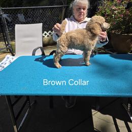 Brown Collar - Apricot male Poodle puppy in Orting, Washington from Coplar Creek Standard Poodles