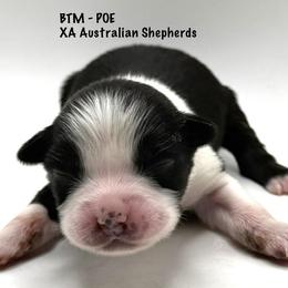 Poe - Black tri-color male Australian Shepherd puppy in Gowen, Michigan from XA AUSTRALIAN SHEPHERDS