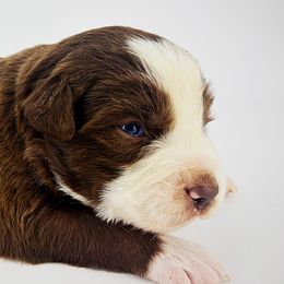 Fiyero - Red male Miniature American Shepherd puppy in Smithville, Arkansas from Cooper Creek Aussies