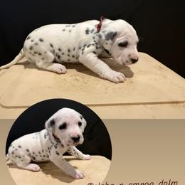 Female 1 - White and black female Dalmatian puppy in Louisa, Virginia from Dalmatian Creation LLC