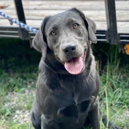 Raina - Labrador Retriever