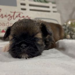 Elena - Red and white female Shih Tzu puppy in Ross County, Ohio from Ashville Shih Tzu Chalet