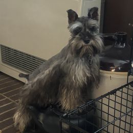 Wednesday - Miniature Schnauzer