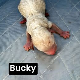 Bucky - Red merle male Aussiedoodle puppy in Bakersfield, California from Annie's Aussies
