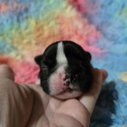 Purple Girl - Brindle and white female Boston Terrier puppy in Victoria, Texas from Quinney’s Boxers and Boston Terriers