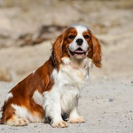 Legacy - Cavalier King Charles Spaniel