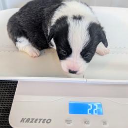 Grateful - Brindle and white female Cardigan Welsh Corgi puppy in Hotchkiss, Colorado from Bell S Ranch