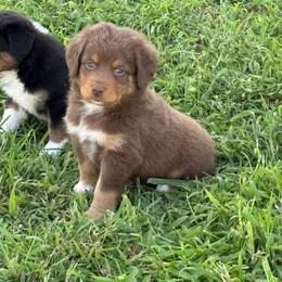Ruby - Red tri female Miniature Australian Shepherd puppy in Friend, Nebraska from Mid-Plains Mini Aussies