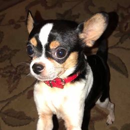 Chihuahuas from Allor’s Chihuahuas