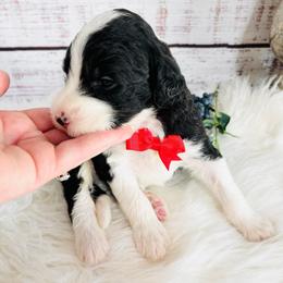 Duke - Black and white male Sheepadoodle puppy in Nixa, Missouri from Davis Family Doodles