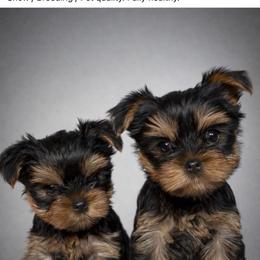 Bellamy - Blue and gold female Yorkshire Terrier puppy in North Port, Florida from Noble Pets