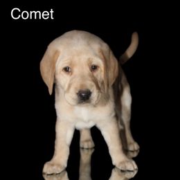 Comet - Yellow Labrador Retriever puppy in New Jersey from SommerLabs
