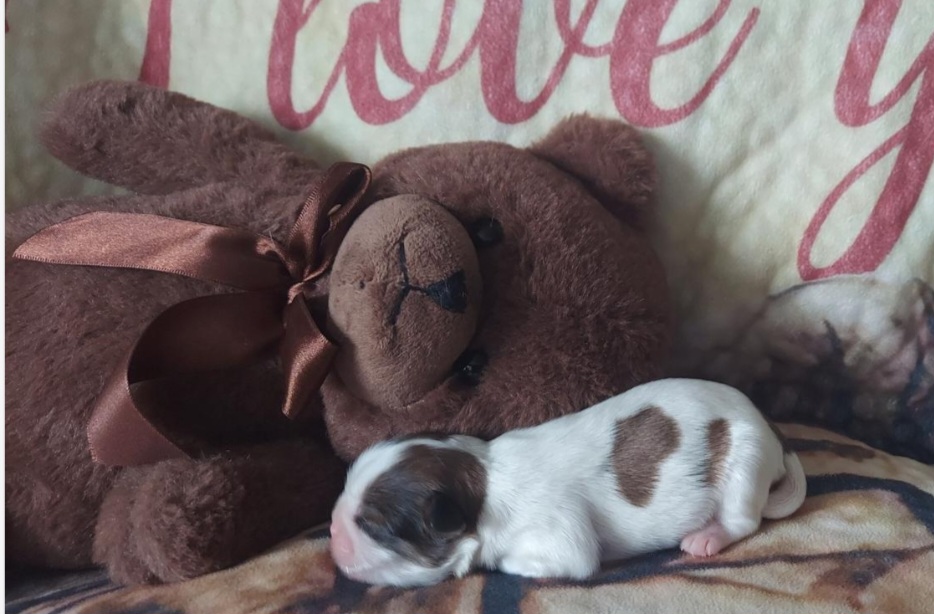 Shih Tzu Puppies from Nickerson Farms Shih Tzu & Imperial Beauties LLC.