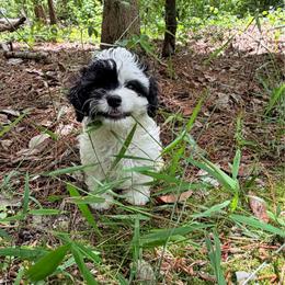 Mr. Charles - Black and white male Cavapoo puppy in Oak Island, North Carolina from Carolina Cavapoo Puppies