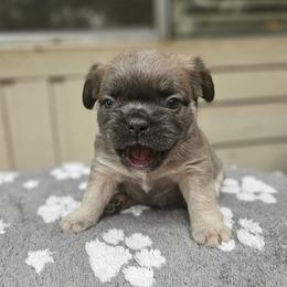 Gladys - Fawn brindle and white female French Bulldog puppy in Bend, Oregon from High Lakes Frenchies