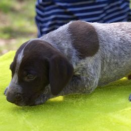 German Shorthaired Pointer Puppies from Buggytown Birddogs