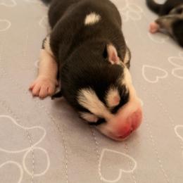 Dixie Kong - Black and white female Siberian Husky puppy in Mc Cleary, Washington from Chelsea's Huskies